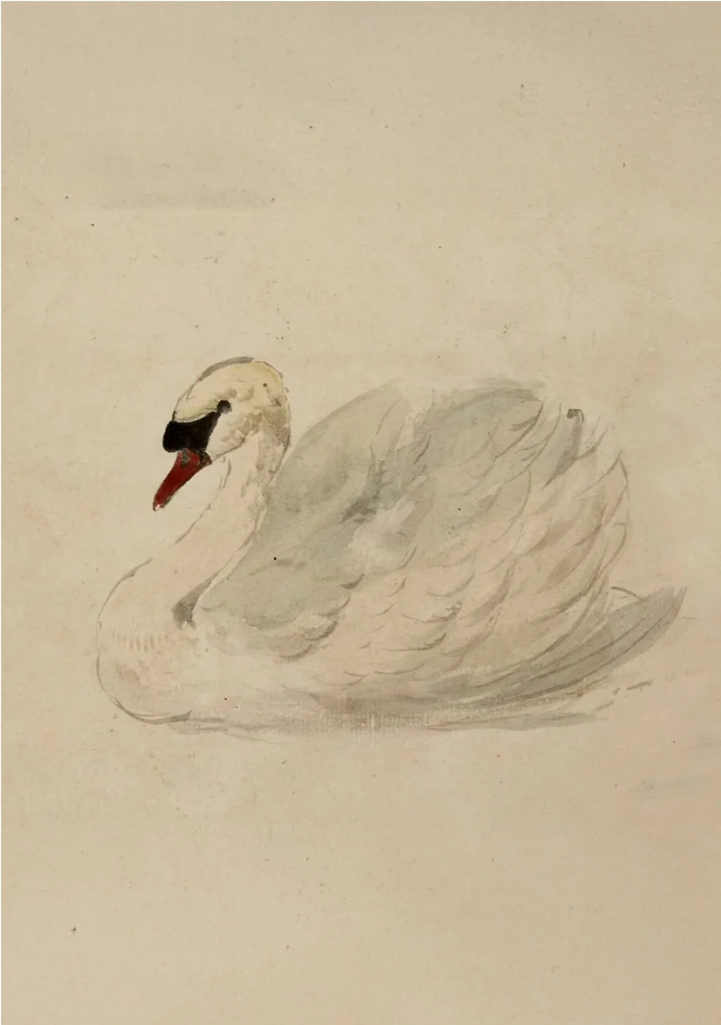 Swan - Canvas - Image 8