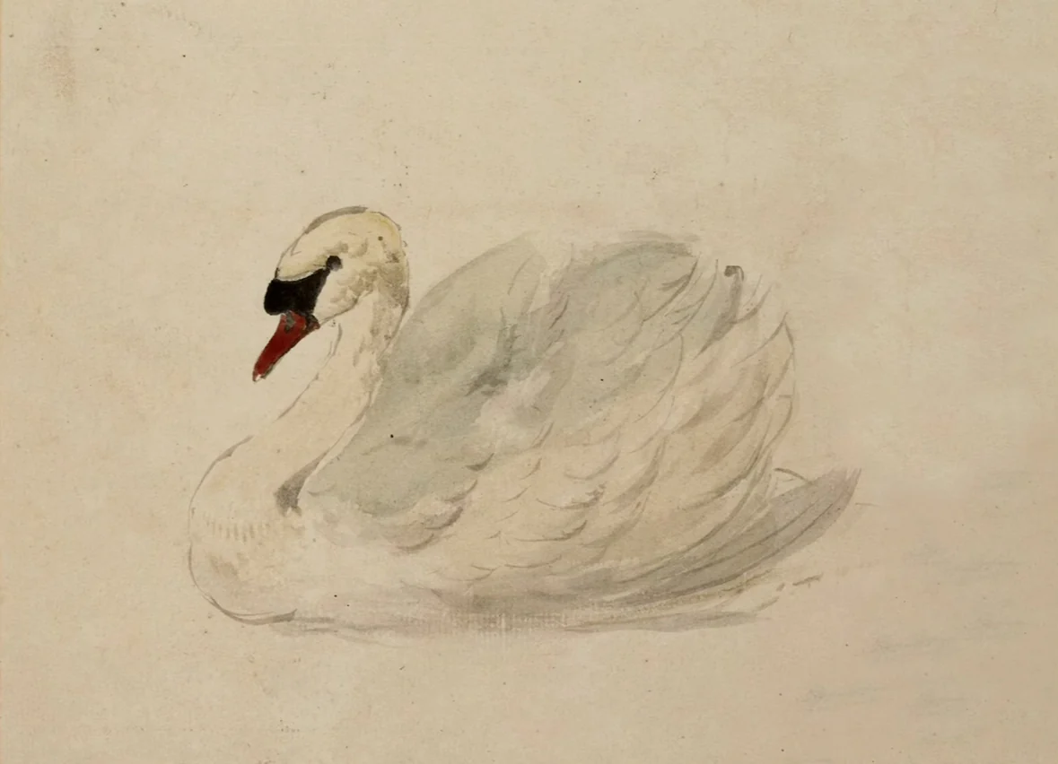 Swan - Print - Image 3